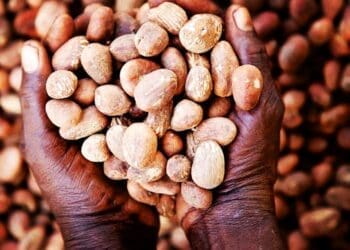 Shea Network Ghana turns raw shea fruit into smooth, natural shea butter, perfect for natural hair care. 
Photos supplied