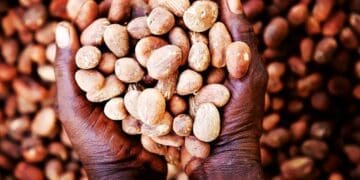 Shea Network Ghana turns raw shea fruit into smooth, natural shea butter, perfect for natural hair care. 
Photos supplied