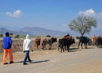 The outbreak of foot and mouth disease in KwaZulu-Natal has impacted negatively on small scale farmers. Photo. Mukurukuru Media