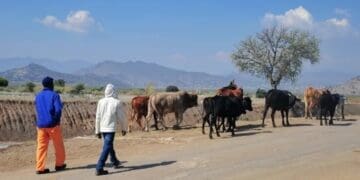 The outbreak of foot and mouth disease in KwaZulu-Natal has impacted negatively on small scale farmers. Photo. Mukurukuru Media
