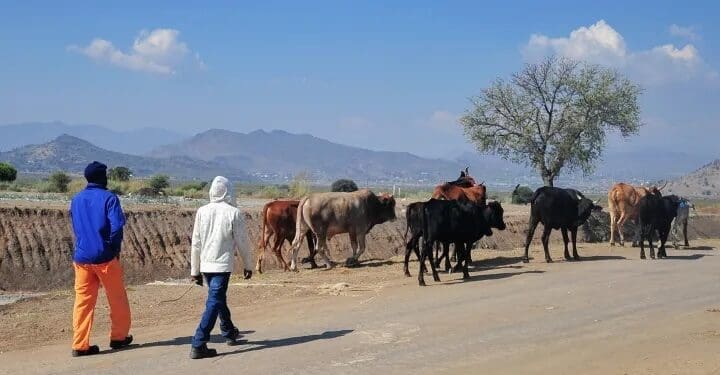 The outbreak of foot and mouth disease in KwaZulu-Natal has impacted negatively on small scale farmers. Photo. Mukurukuru Media