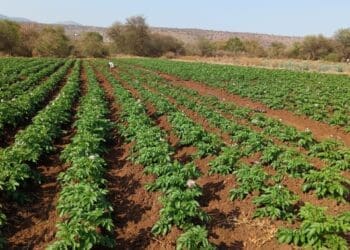 Farm owned by Snenhlanhla Khanyile