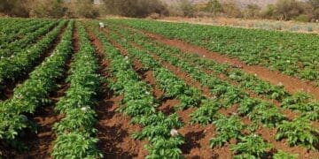Farm owned by Snenhlanhla Khanyile