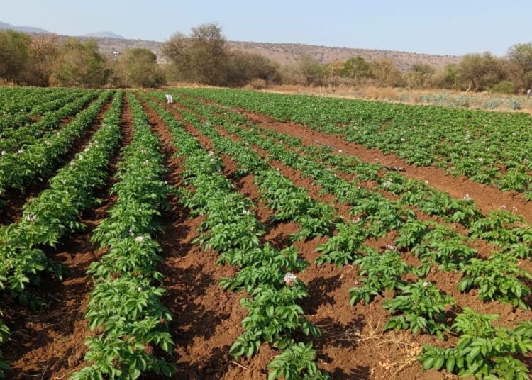 Farm owned by Snenhlanhla Khanyile