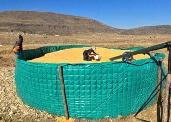 Jay Jay farm produces maize