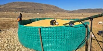 Jay Jay farm produces maize