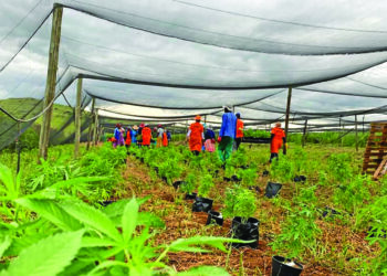 A new project aims to help cannabis growers and SMEs to enter the formal market