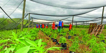 A new project aims to help cannabis growers and SMEs to enter the formal market