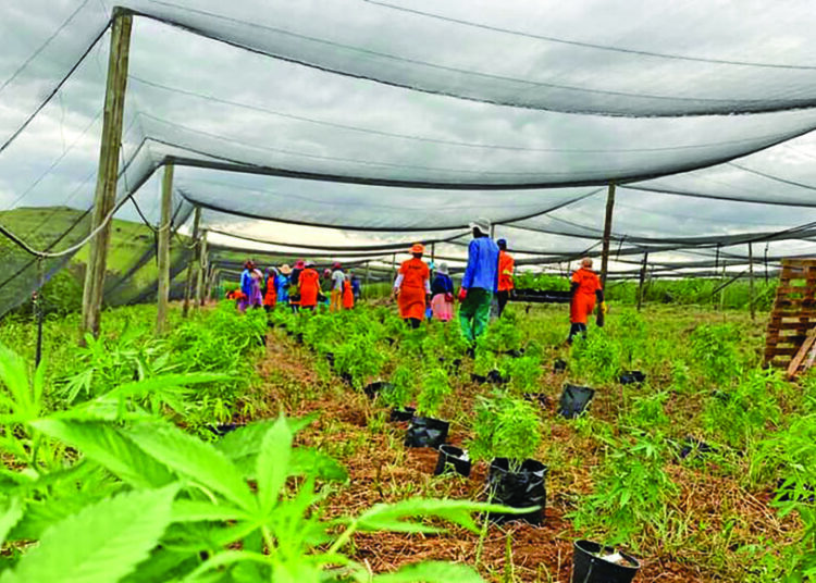 A new project aims to help cannabis growers and SMEs to enter the formal market