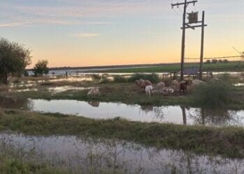 Floods have affected farmers in the Northern Cape