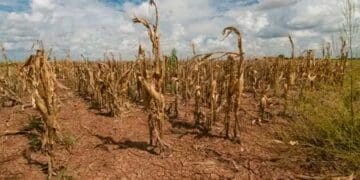 Farming with no water a big crisis