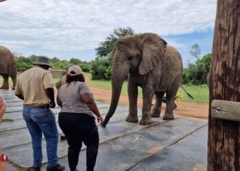 Borutho Tours and travel is ready to give tourists a taste of Limpopo hospitality.