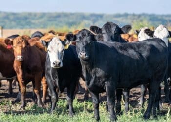 Foot and mouth disease affecting farmers