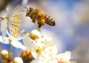 Bees pollinate over 50 crops in South Africa, including apples, avocados, canola, and sunflowers