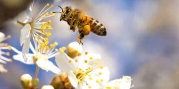 Bees pollinate over 50 crops in South Africa, including apples, avocados, canola, and sunflowers