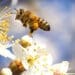 Bees pollinate over 50 crops in South Africa, including apples, avocados, canola, and sunflowers