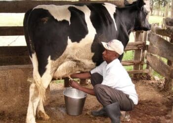 New regulations governing raw milk sales to affect small scale farmers