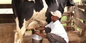 New regulations governing raw milk sales to affect small scale farmers