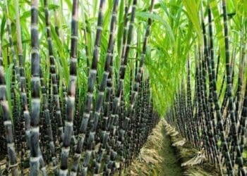 Small-scale sugarcane farmers are facing  uncertainty