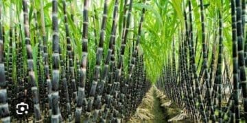 Small-scale sugarcane farmers are facing  uncertainty