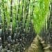 Small-scale sugarcane farmers are facing  uncertainty