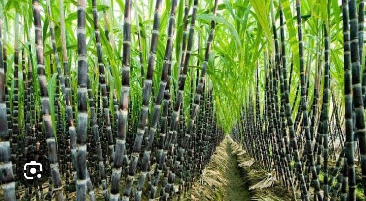 Small-scale sugarcane farmers are facing uncertainty