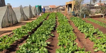 Township community use backyard land to plant vegetables for profit
