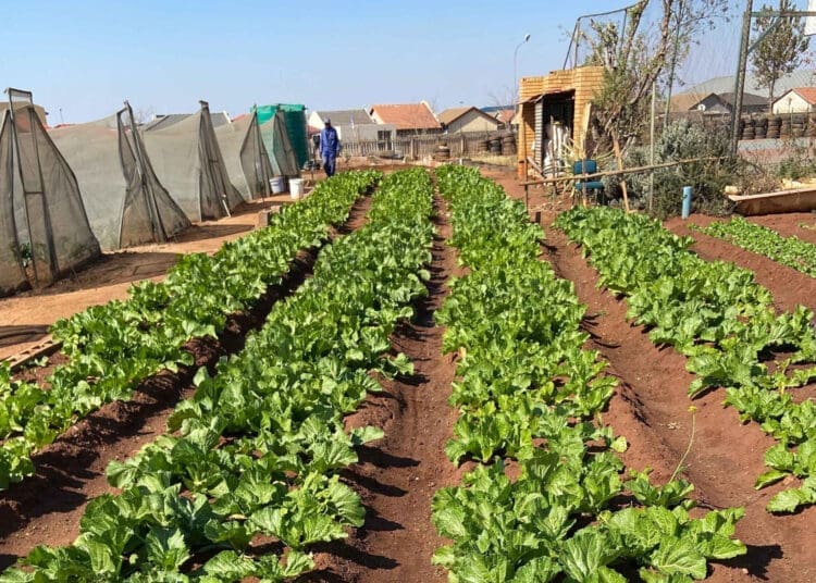 Township community use backyard land to plant vegetables for profit