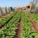 Township community use backyard land to plant vegetables for profit