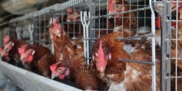 SMEs in North West hope the development of a new poultry project will benefit local business.