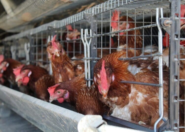 SMEs in North West hope the development of a new poultry project will benefit local business.