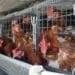 SMEs in North West hope the development of a new poultry project will benefit local business.
