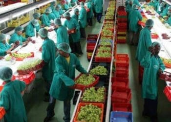 Espinaca Innovations which started a health revolution in Cape Town townships