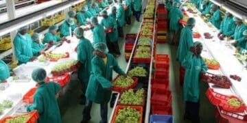 Espinaca Innovations which started a health revolution in Cape Town townships