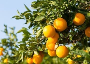 U.S. slaps 30% tariff on South African citrus, a blow that could squeeze small growers out of the export market