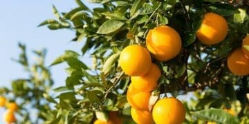 U.S. slaps 30% tariff on South African citrus, a blow that could squeeze small growers out of the export market