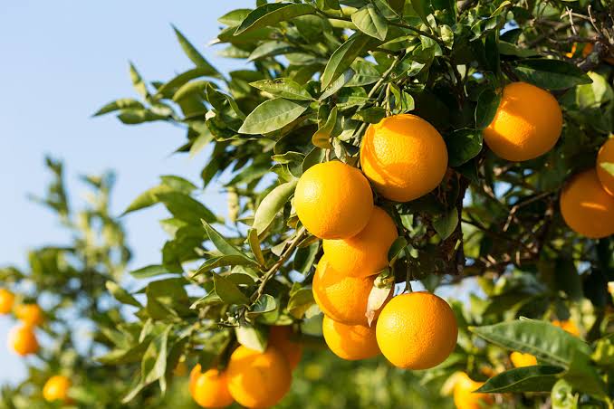 U.S. slaps 30% tariff on South African citrus, a blow that could squeeze small growers out of the export market
