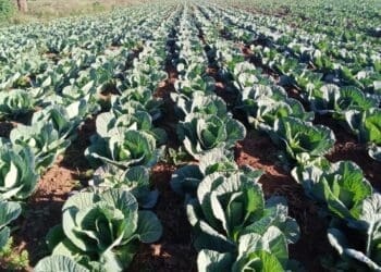 A thriving cabbage field in Msinga, KwaZulu-Natal, where small-scale farmers are bracing for harsh summer weather that threatens crop production