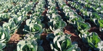 A thriving cabbage field in Msinga, KwaZulu-Natal, where small-scale farmers are bracing for harsh summer weather that threatens crop production