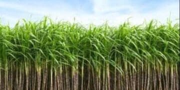 Sugarcane fields in KwaZulu-Natal face uncertainty with US tariffs