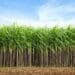Sugarcane fields in KwaZulu-Natal face uncertainty with US tariffs