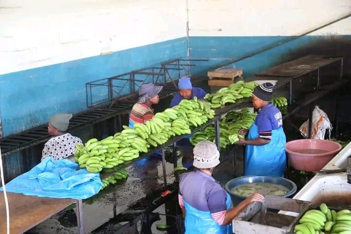 Banana farmers face a growing threat from Banana Bunchy Top Virus in Kwa Zulu-Natal