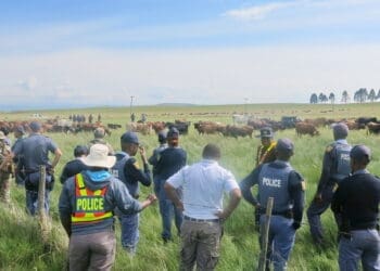 Stock theft is threatening small rural farmers.