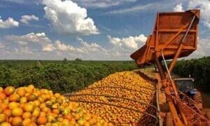 SA citrus exports hit record highs despite US tariffs