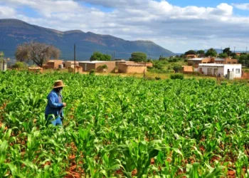 Experts are warning small farmers and producers to prepare for the potential impacts of a weak La Niña weather pattern. Photo. Lucas Ledwaba\Mukurukuru Media