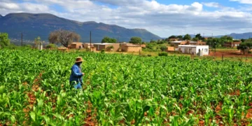 Experts are warning small farmers and producers to prepare for the potential impacts of a weak La Niña weather pattern. Photo. Lucas Ledwaba\Mukurukuru Media