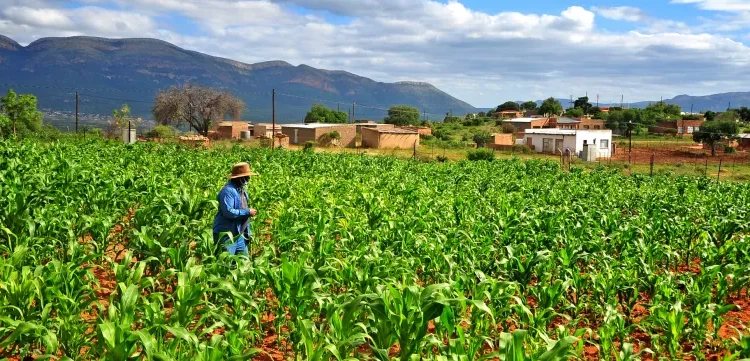 Experts are warning small farmers and producers to prepare for the potential impacts of a weak La Niña weather pattern. Photo. Lucas Ledwaba\Mukurukuru Media