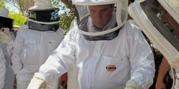 Fake honey products and vandalism of hives are impacting the beekeeping sector.