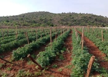 Tomato fields at M.V. Zulu Farming