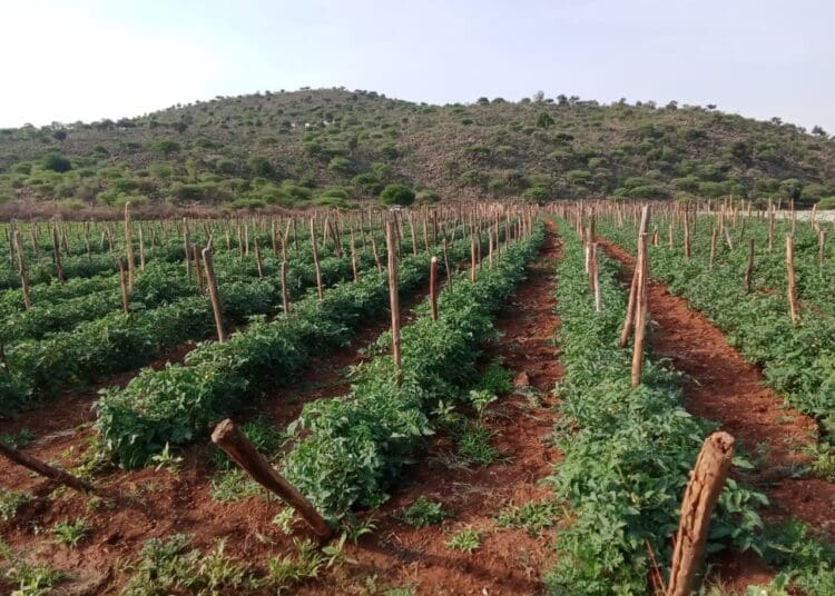 Tomato fields at M.V. Zulu Farming